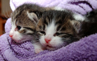 Animal Feed Manufacturers & Suppliers