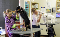Boarding Kennels & Catteries